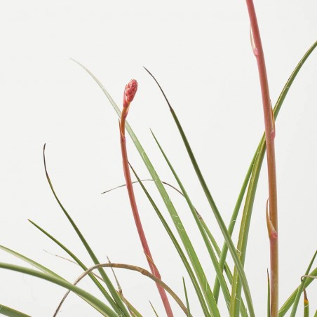 HESPERALOE PARVIFLORA  MACETA 10L