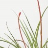 HESPERALOE PARVIFLORA  MACETA 10L