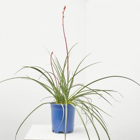 HESPERALOE PARVIFLORA  MACETA 10L