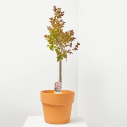 LAGERSTROEMIA INDICA PINK VELOUR LV 9 MINI A