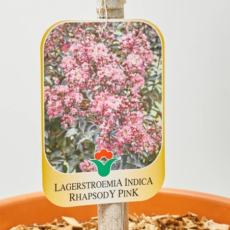 LAGERSTROEMIA INDICA PINK VELOUR LV 9 MINI A