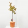 LAGERSTROEMIA INDICA PINK VELOUR LV 9 MINI A