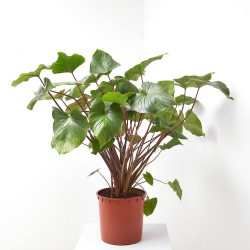 HOMALOMENA 'MAGGY' MACETA 34CM