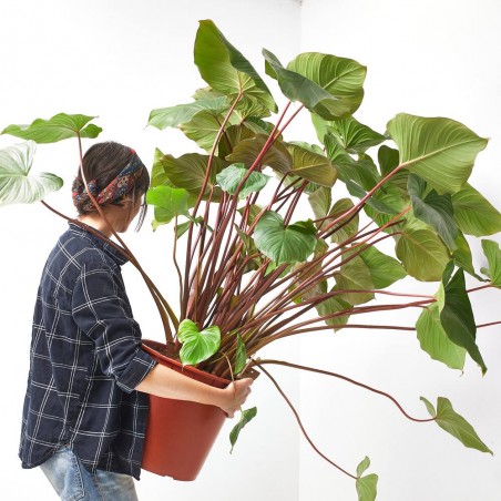 HOMALOMENA 'MAGGY' MACETA 34CM