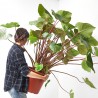 HOMALOMENA 'MAGGY' MACETA 34CM