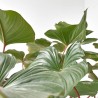 HOMALOMENA 'MAGGY' MACETA 34CM