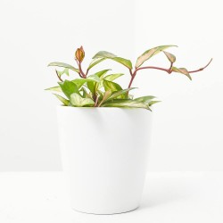 HOYA CARNOSA TRICOLOR