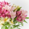 RAMO ALSTROEMERIAS COLORES
