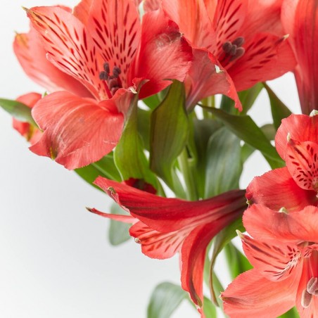 RAMO ALSTROEMERIAS ROJAS