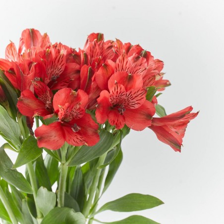 RAMO ALSTROEMERIAS ROJAS