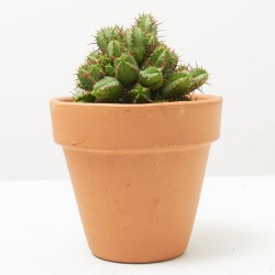 CACTUS MIX MACETA 9CM