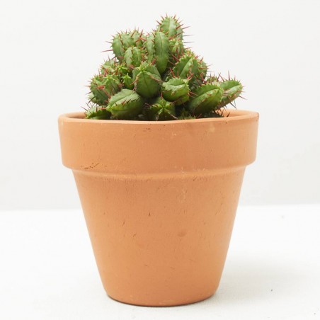 CACTUS MIX MACETA 9CM