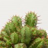 CACTUS MIX MACETA 9CM