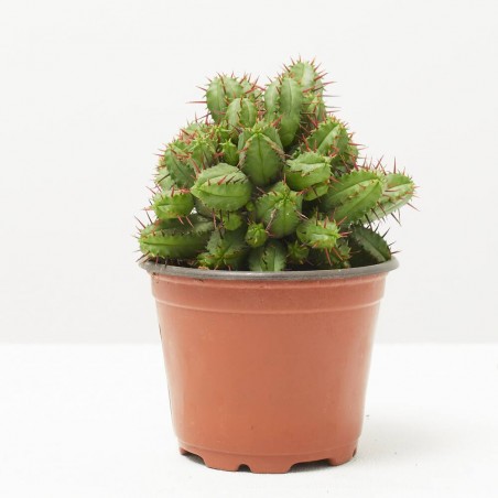 CACTUS MIX MACETA 9CM