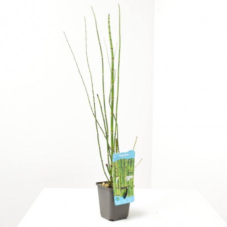 EQUISETUM GIGANTEUM 18X18