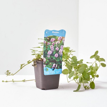 MENTHA AQUATICA 9X9