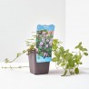 MENTHA AQUATICA 9X9