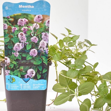 MENTHA AQUATICA 9X9