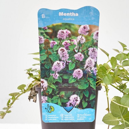 MENTHA AQUATICA 9X9