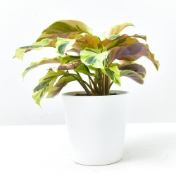 CALATHEA FUSION YELLOW MACETA 11CM