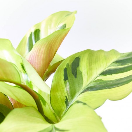 CALATHEA FUSION YELLOW MACETA 11CM