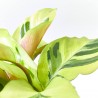 CALATHEA FUSION YELLOW MACETA 11CM