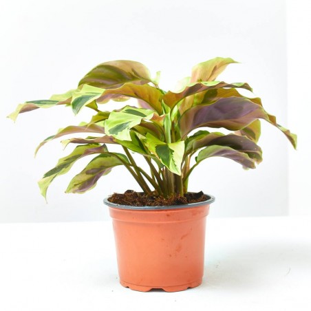 CALATHEA FUSION YELLOW MACETA 11CM