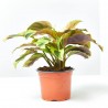 CALATHEA FUSION YELLOW MACETA 11CM