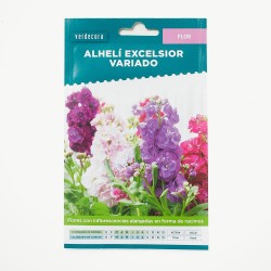 SEMILLAS ALHELI VERDECORA