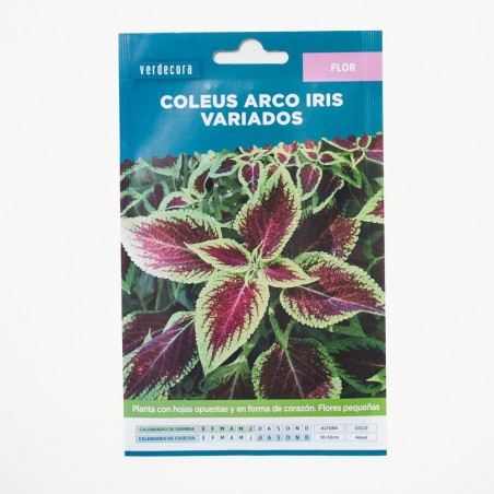 SEMILLAS COLEO VARIADO VERDECORA