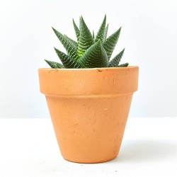HAWORTIA MIX MACETA 9CM