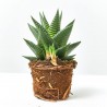 HAWORTIA MIX MACETA 9CM