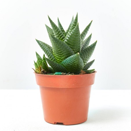 HAWORTIA MIX MACETA 9CM