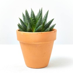 ALOE COSMOS MACETA 9CM