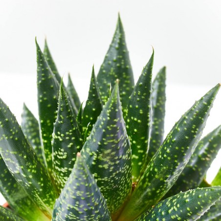 ALOE COSMOS MACETA 9CM