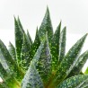 ALOE COSMOS MACETA 9CM