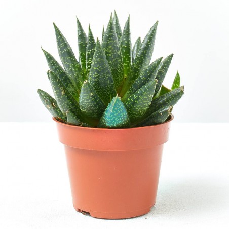 ALOE COSMOS MACETA 9CM