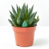 ALOE COSMOS MACETA 9CM