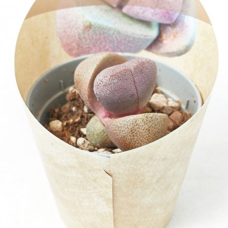 PLEIOSPILOS NELII ROYAL FLUSH MACETA 6.5CM