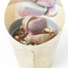 PLEIOSPILOS NELII ROYAL FLUSH MACETA 6.5CM