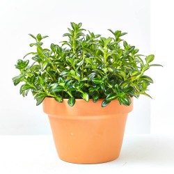 NEMATANTHUS MACETA 15CM