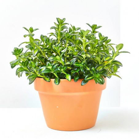 NEMATANTHUS MACETA 15CM
