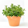 NEMATANTHUS MACETA 15CM
