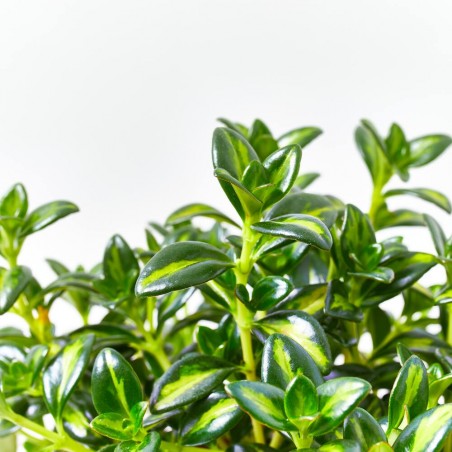 NEMATANTHUS MACETA 15CM