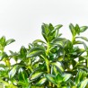 NEMATANTHUS MACETA 15CM