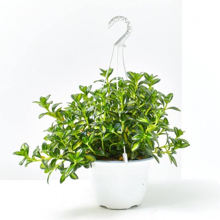 NEMATANTHUS MACETA 15CM