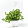 NEMATANTHUS MACETA 15CM