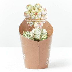 EUPHORBIA MELOFORMIS VARIEGATA MACETA 6.5CM