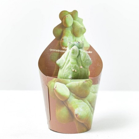 MYRTILLOCACTUS GEOMETRIZANS MACETA 6.5CM
