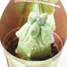 MYRTILLOCACTUS GEOMETRIZANS MACETA 6.5CM